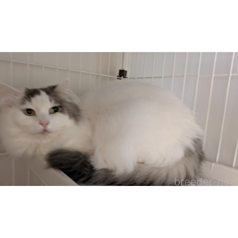 販売中の大阪府のマンチカン-124587