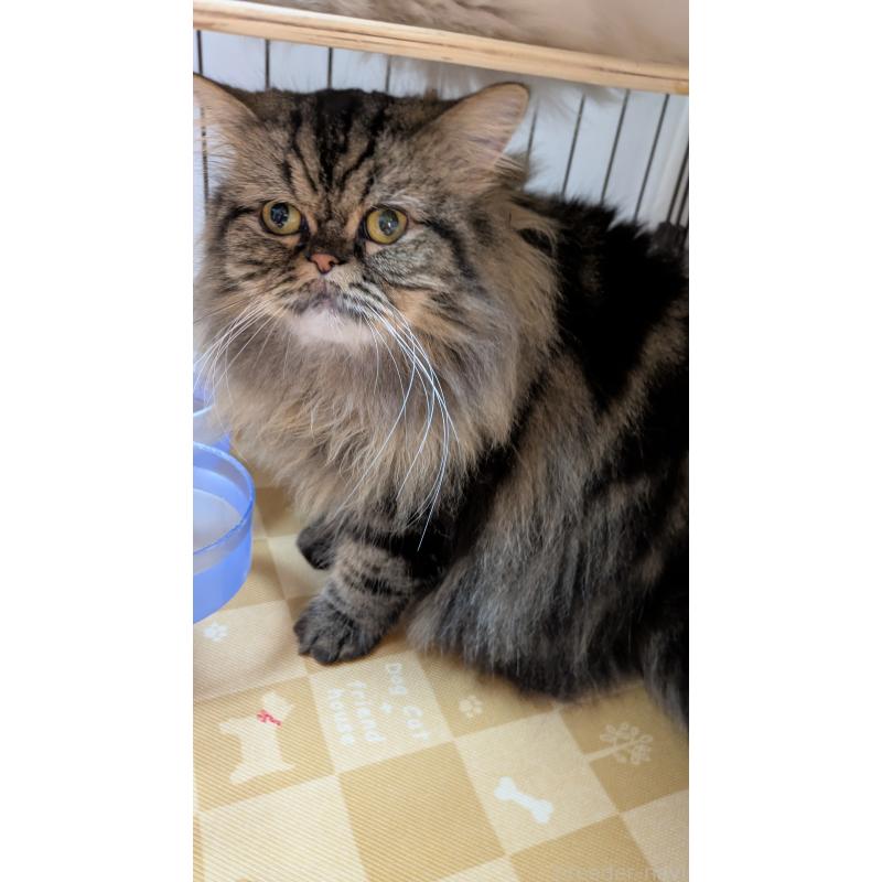 販売中の大阪府のミヌエット-81311の4枚目