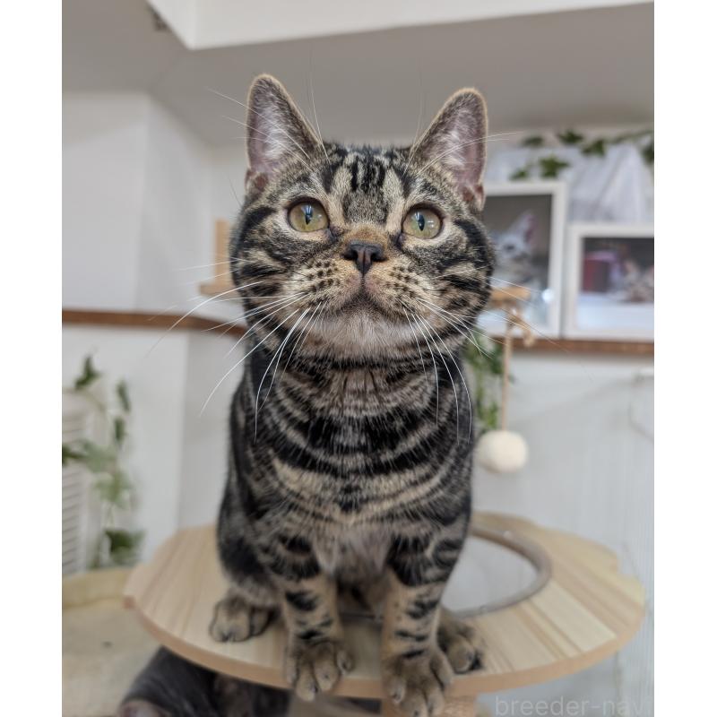 成約済の大阪府のアメリカンショートヘア-127753の2枚目