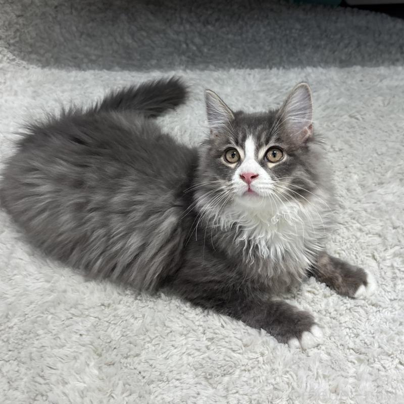 成約済の東京都のサイベリアン-131112の6枚目