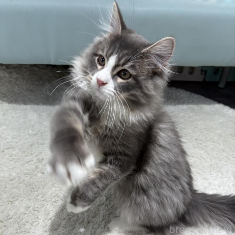 成約済の東京都のサイベリアン-131112の3枚目