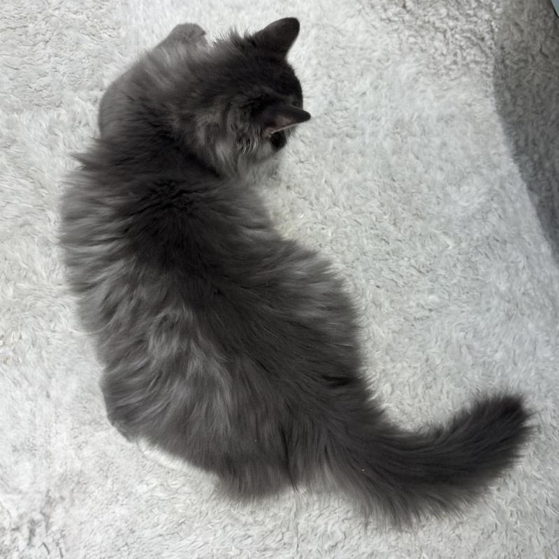 成約済の東京都のサイベリアン-131112の2枚目