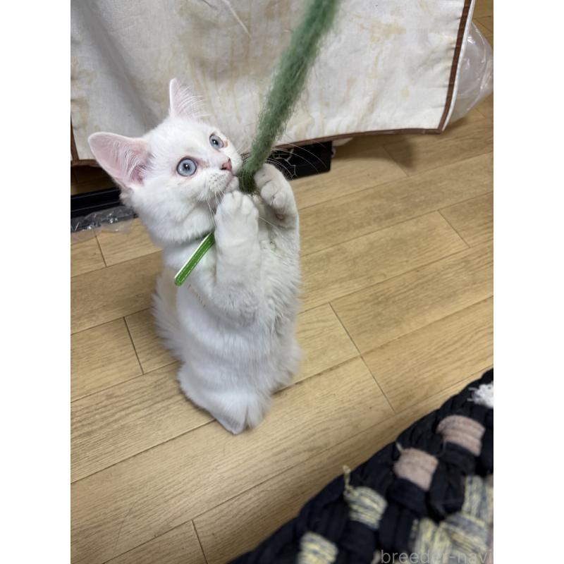 販売中の神奈川県のマンチカン-129912の12枚目