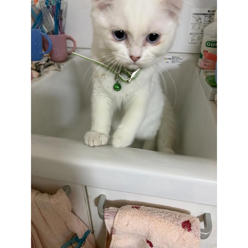 販売中の神奈川県のマンチカン-129912の11枚目