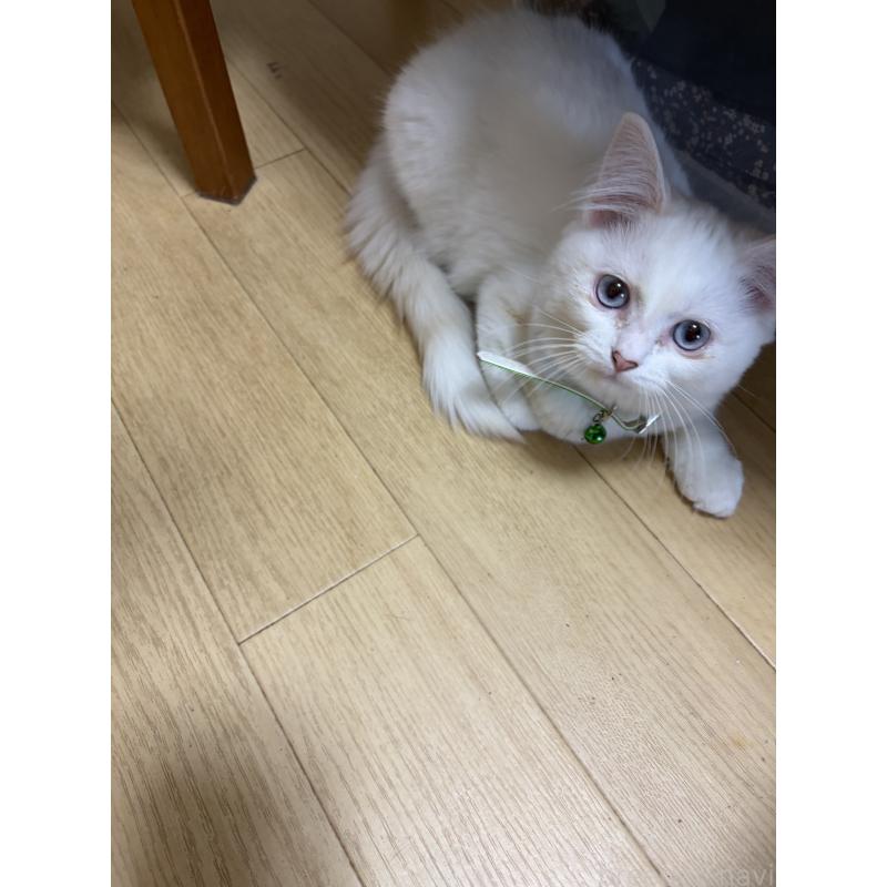 販売中の神奈川県のマンチカン-129912の9枚目