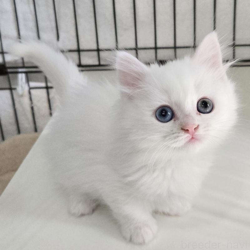 販売中の福岡県のマンチカン(短足)-134180