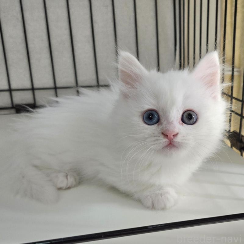 販売中の福岡県のマンチカン(短足)-134180の2枚目