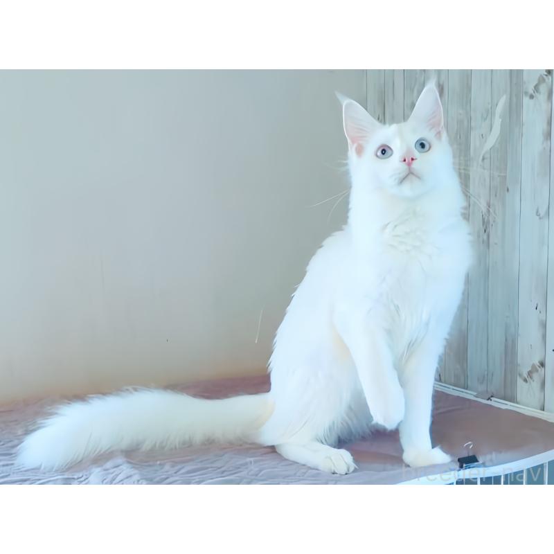 販売中の愛媛県のメインクーン-123037の5枚目