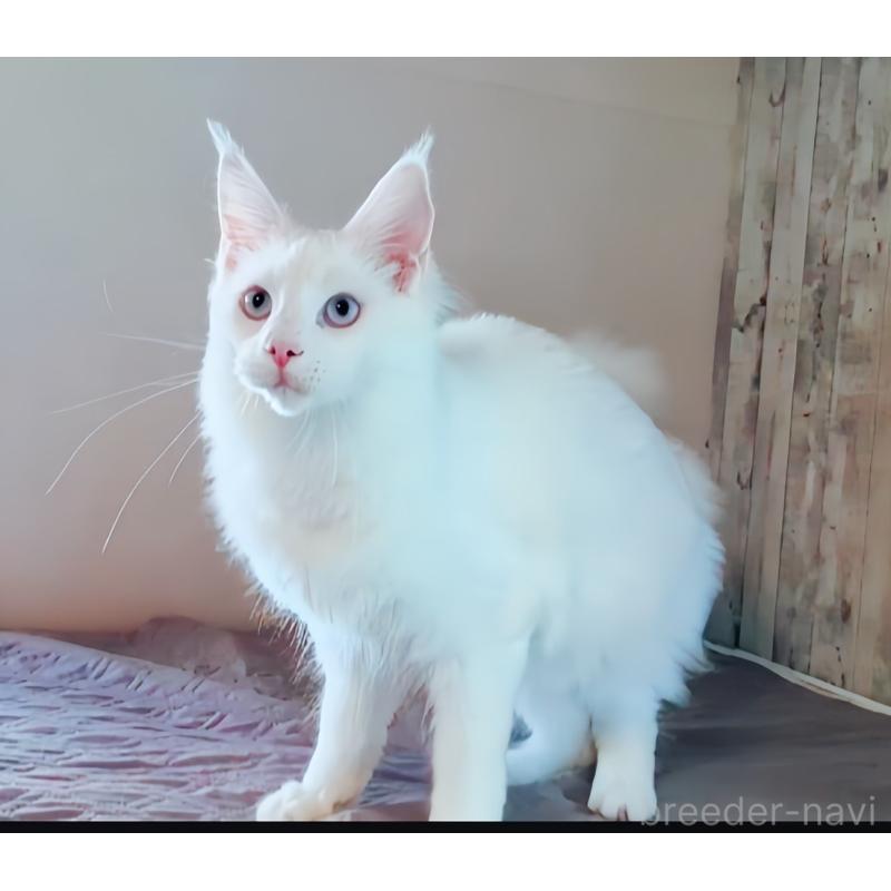 販売中の愛媛県のメインクーン-123037の4枚目