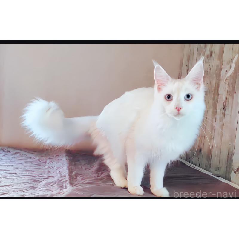 販売中の愛媛県のメインクーン-123037の3枚目