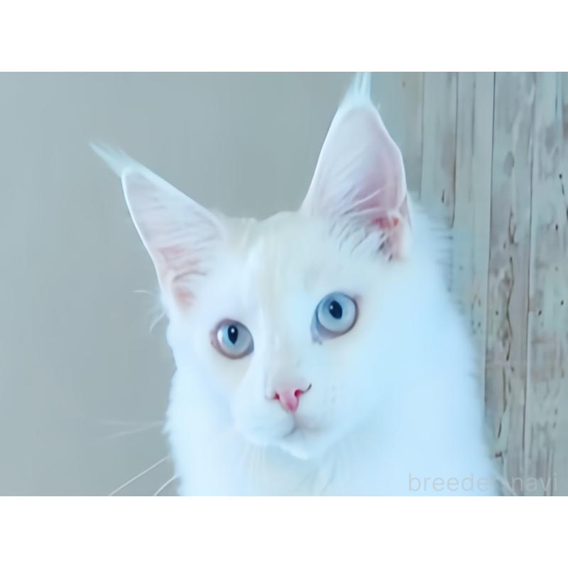 販売中の愛媛県のメインクーン-123037の2枚目