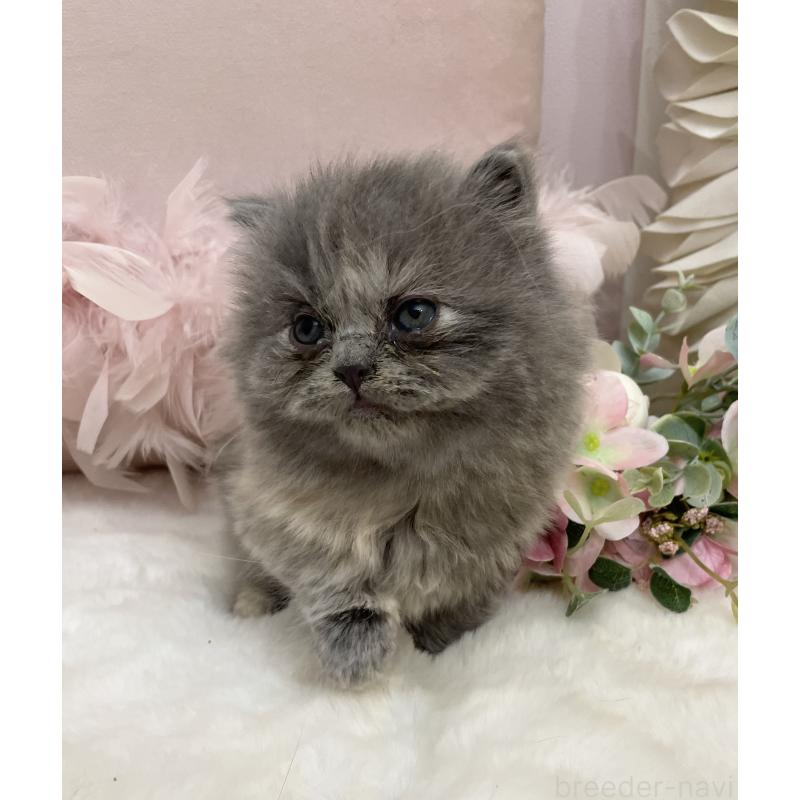 販売中の大阪府のブリティッシュロングヘア-134421