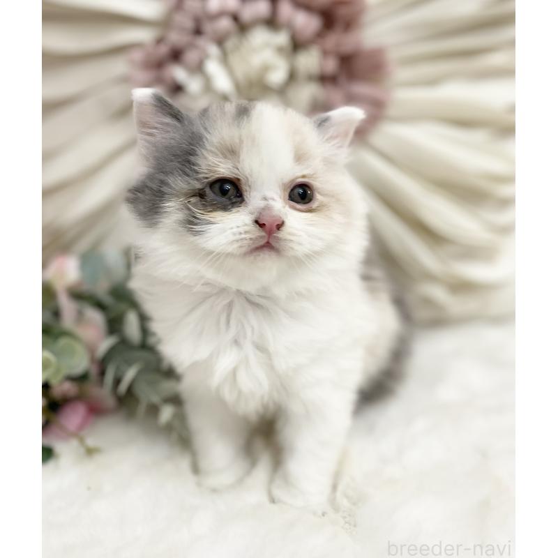 販売中の大阪府のブリティッシュショートヘア-134419の4枚目