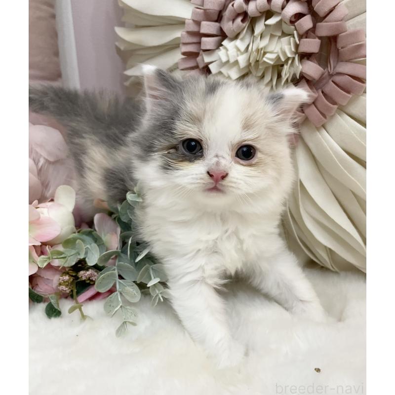 販売中の大阪府のブリティッシュショートヘア-134419の3枚目