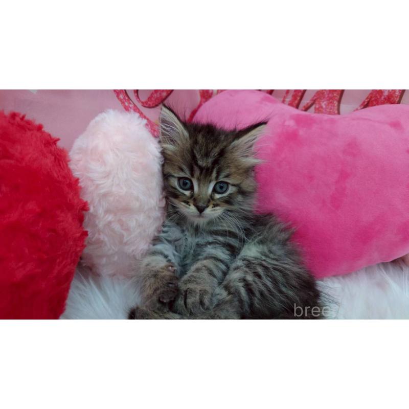 販売中の埼玉県のサイベリアン-135029の3枚目