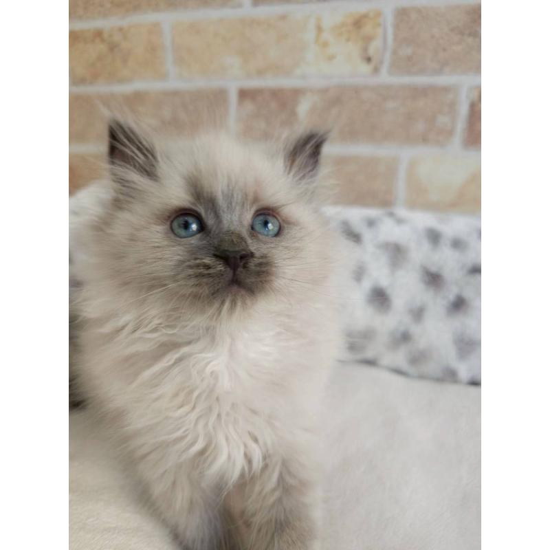 販売中の埼玉県のサイベリアン-135015の4枚目