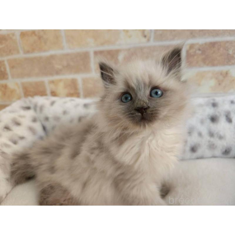 販売中の埼玉県のサイベリアン-135015の3枚目