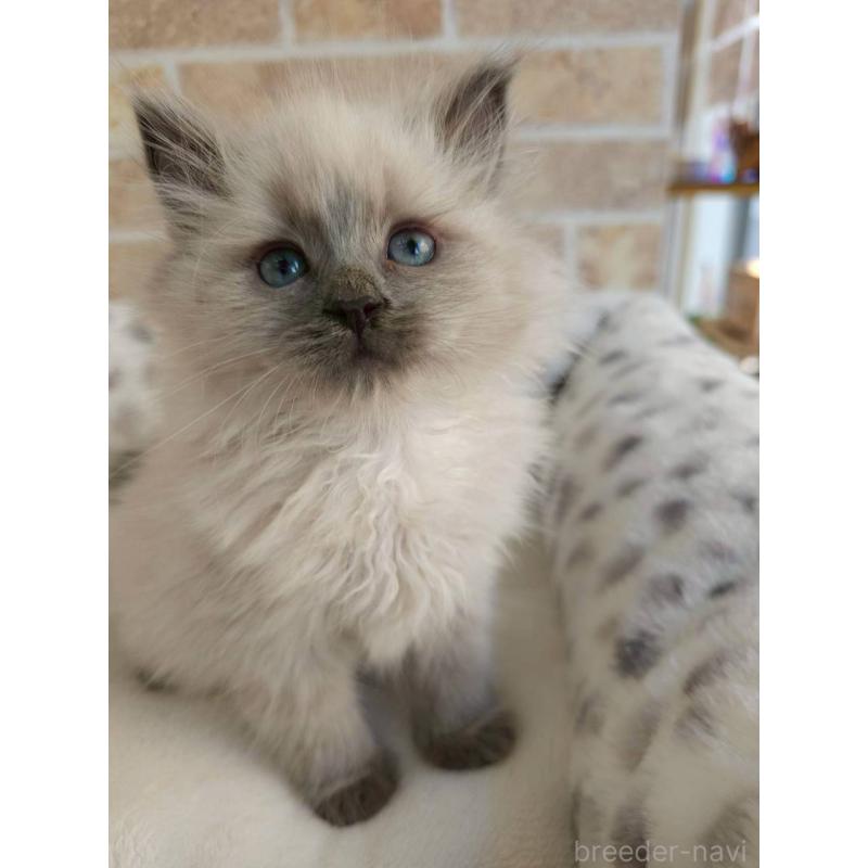 販売中の埼玉県のサイベリアン-135015の2枚目