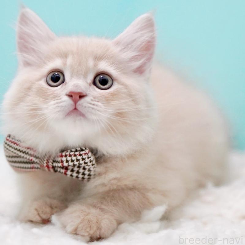 販売中の東京都のサイベリアン-133318の1枚目