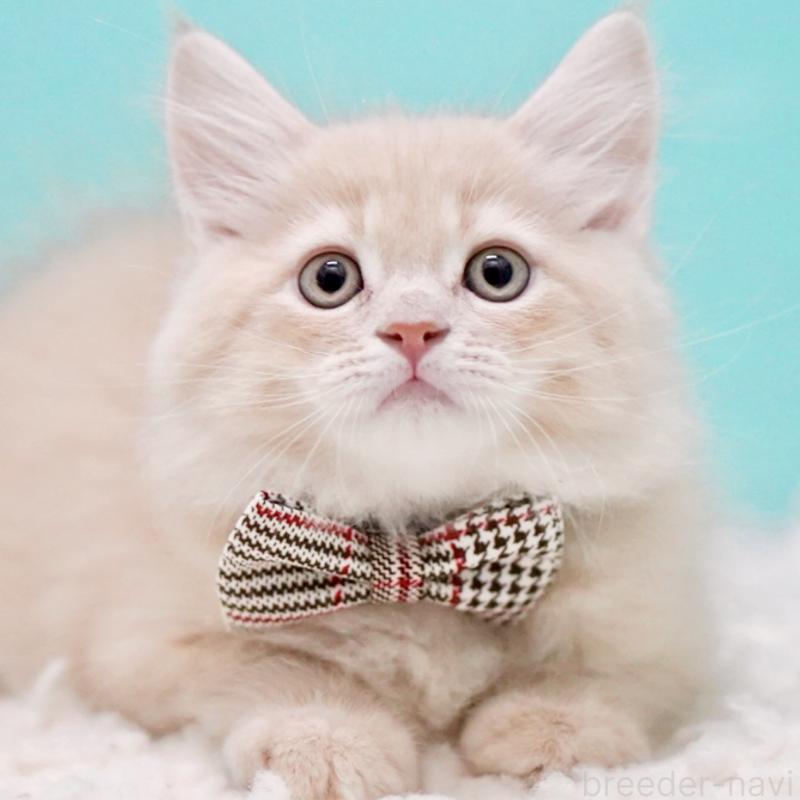 販売中の東京都のサイベリアン-133318の15枚目