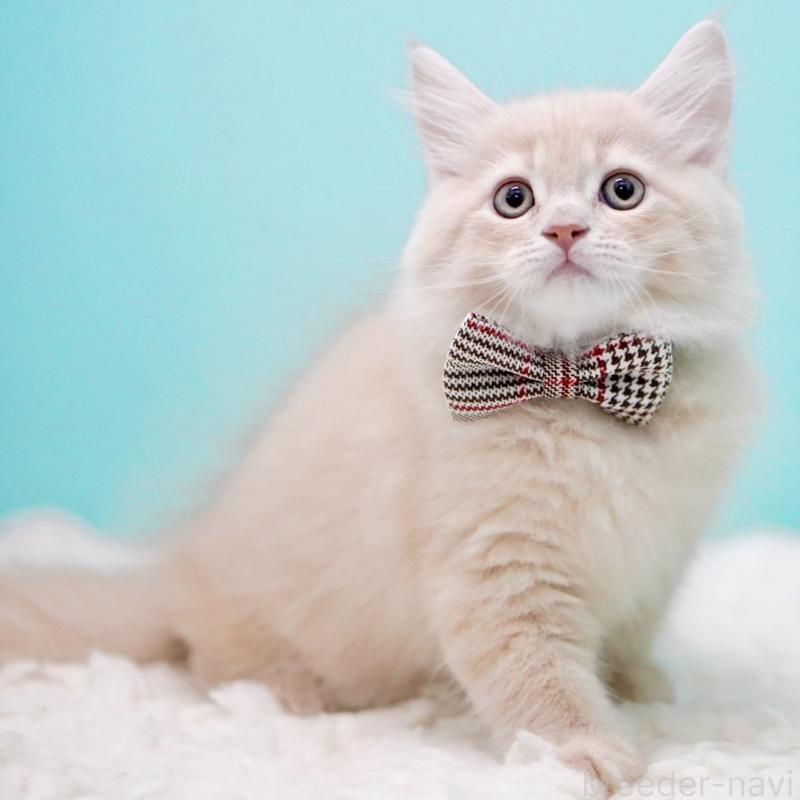 販売中の東京都のサイベリアン-133318の14枚目