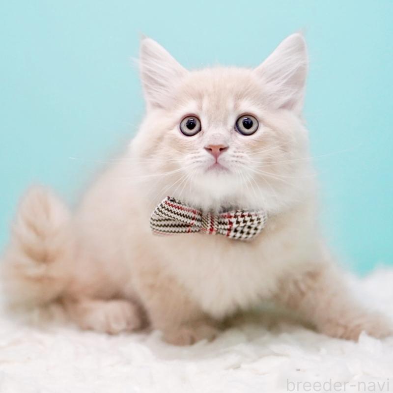 販売中の東京都のサイベリアン-133318の13枚目