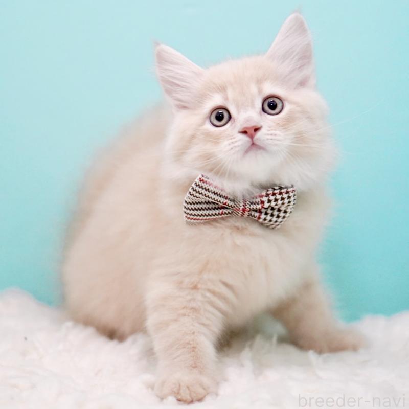 販売中の東京都のサイベリアン-133318の12枚目