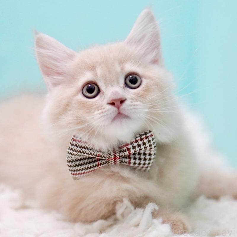 販売中の東京都のサイベリアン-133318の11枚目