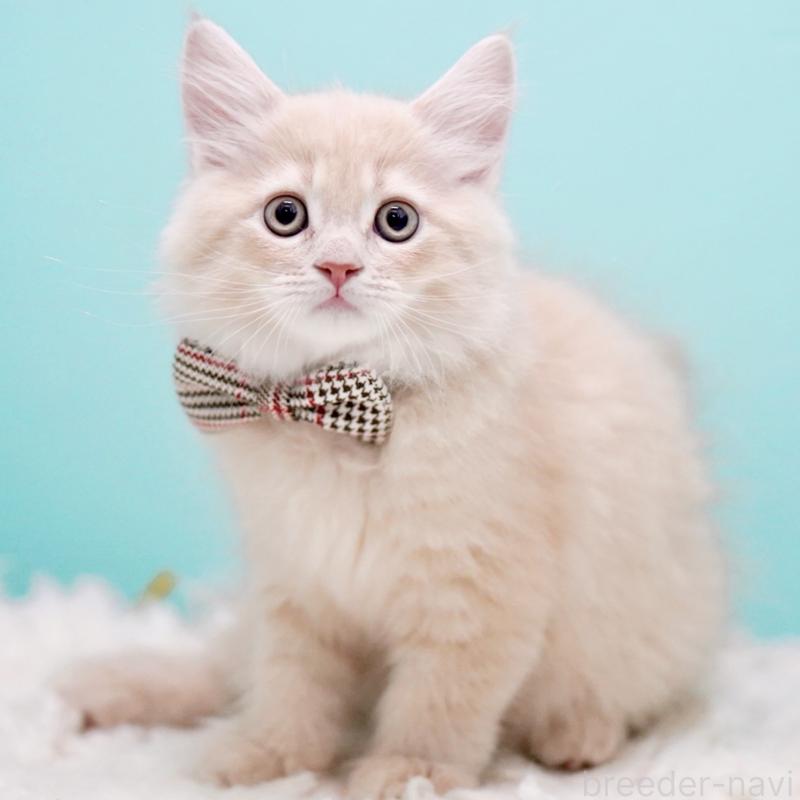 販売中の東京都のサイベリアン-133318の9枚目