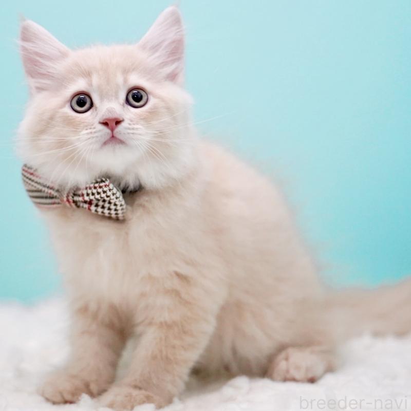 販売中の東京都のサイベリアン-133318の8枚目