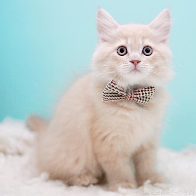 販売中の東京都のサイベリアン-133318の7枚目