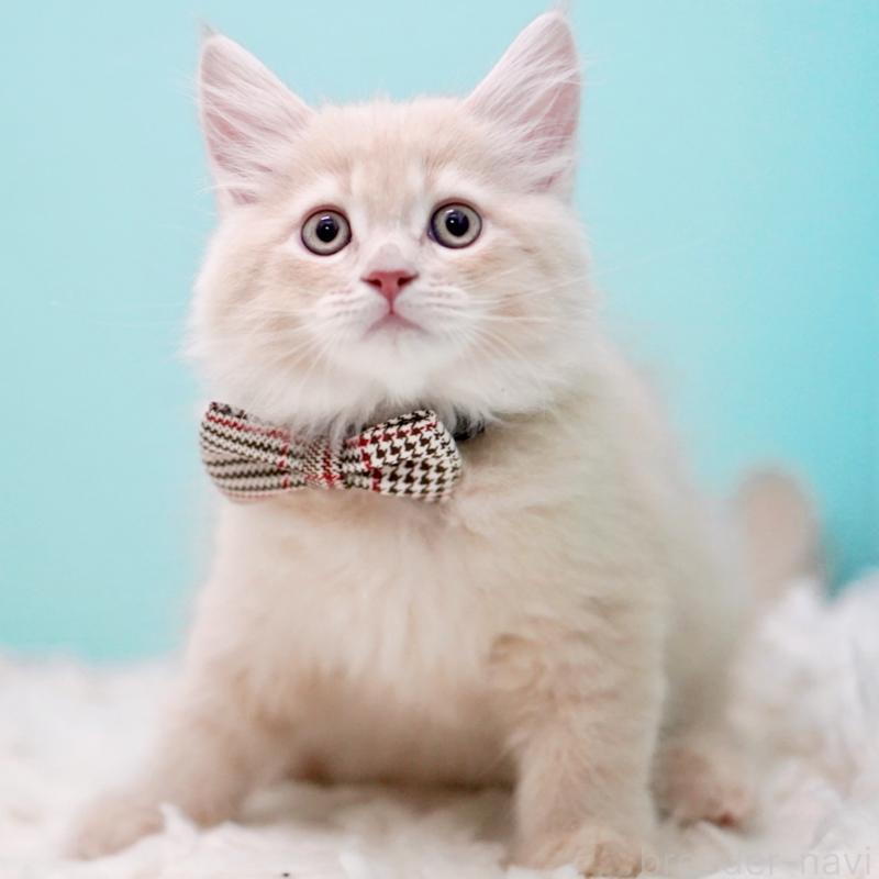 販売中の東京都のサイベリアン-133318の6枚目