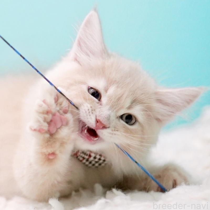 販売中の東京都のサイベリアン-133318の4枚目