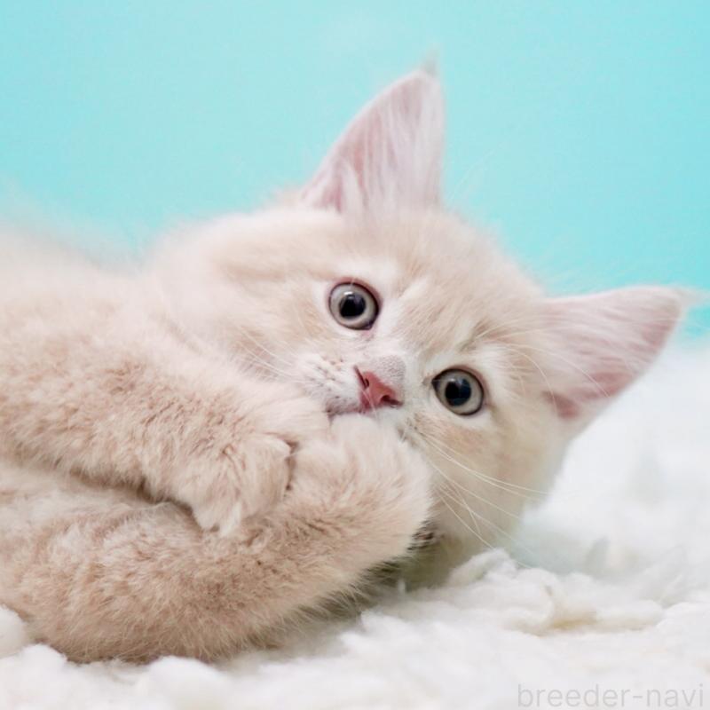 販売中の東京都のサイベリアン-133318の3枚目