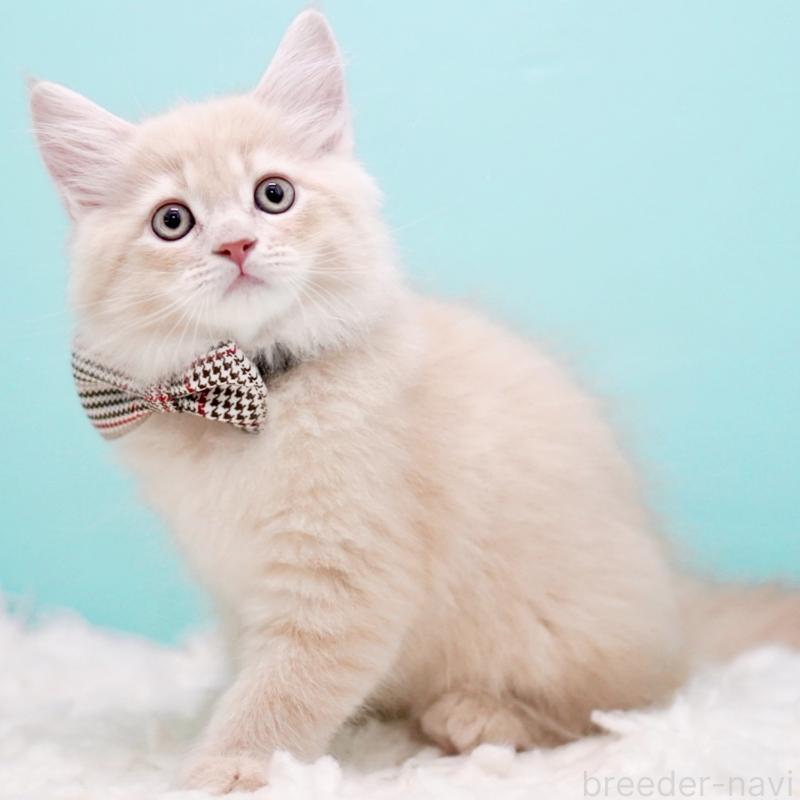 販売中の東京都のサイベリアン-133318の2枚目