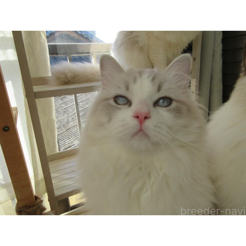 販売中の大分県のラグドール-135284の4枚目