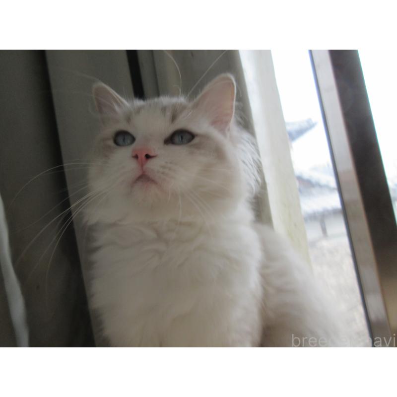 販売中の大分県のラグドール-135284の3枚目