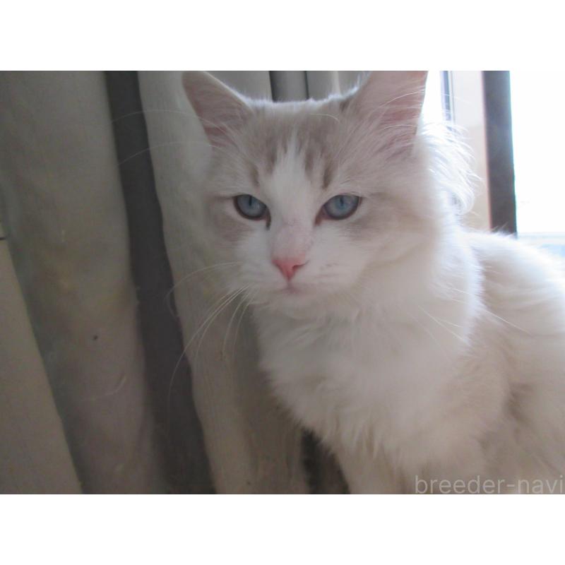 販売中の大分県のラグドール-135284の2枚目