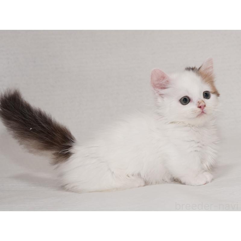 販売中の東京都のマンチカン(短足)-133723の13枚目