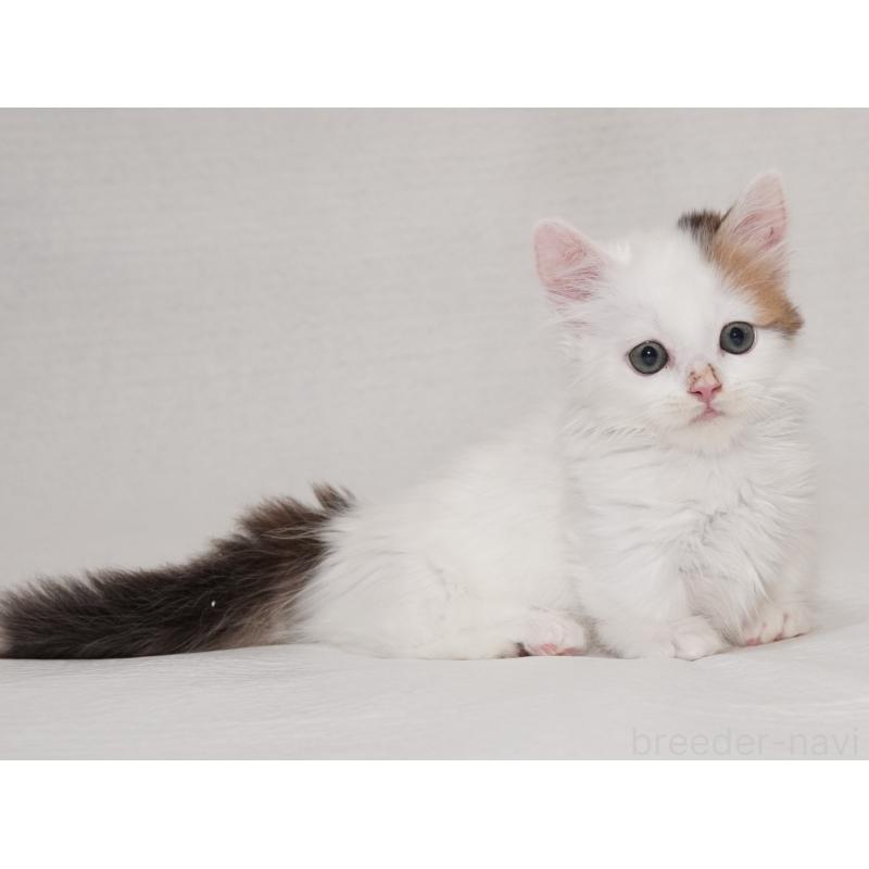 販売中の東京都のマンチカン(短足)-133723の12枚目