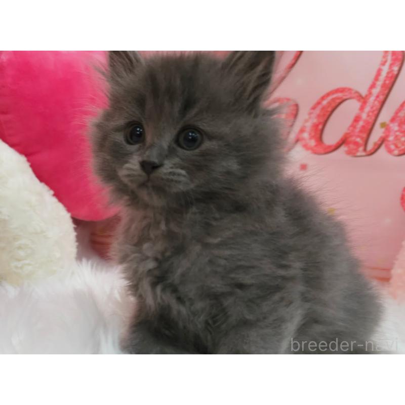 販売中の埼玉県のサイベリアン-135026の5枚目