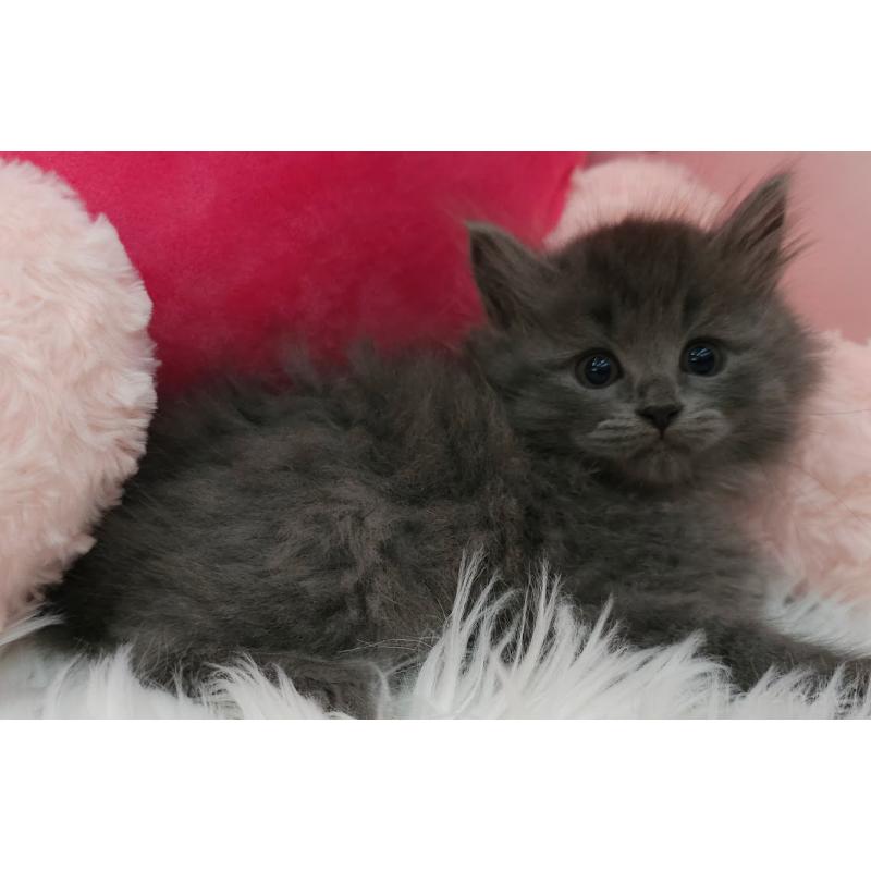 販売中の埼玉県のサイベリアン-135026の4枚目