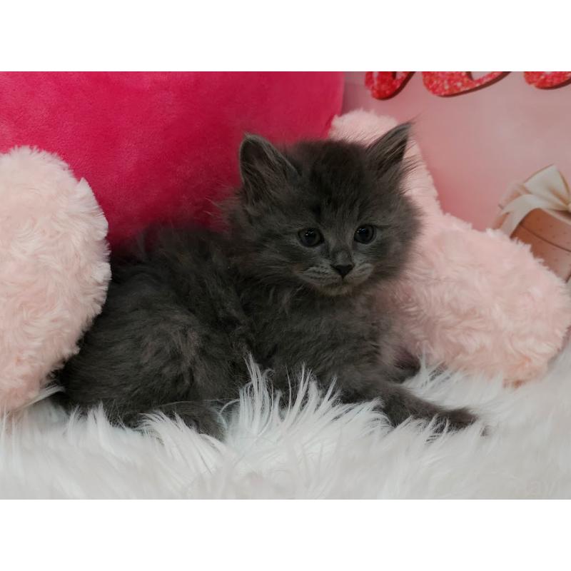 販売中の埼玉県のサイベリアン-135026の3枚目