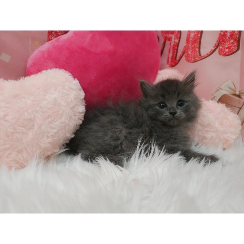 販売中の埼玉県のサイベリアン-135026の2枚目