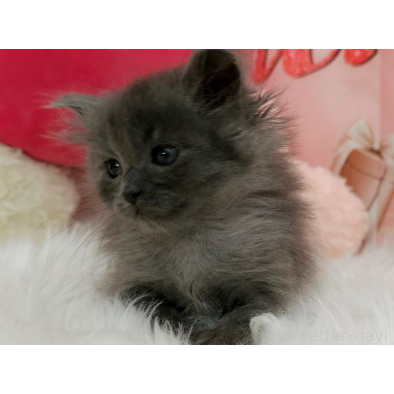 販売中の埼玉県のサイベリアン-135027の3枚目