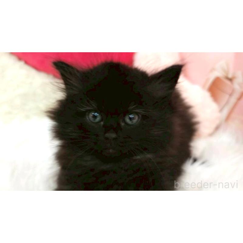 販売中の埼玉県のサイベリアン-135025