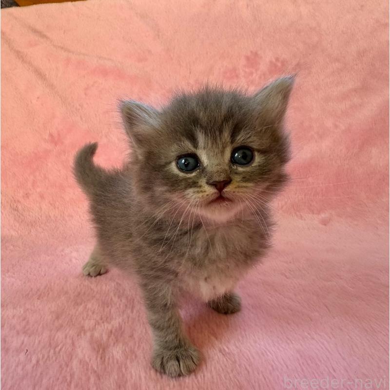 販売中の千葉県のサイベリアン-135287の7枚目