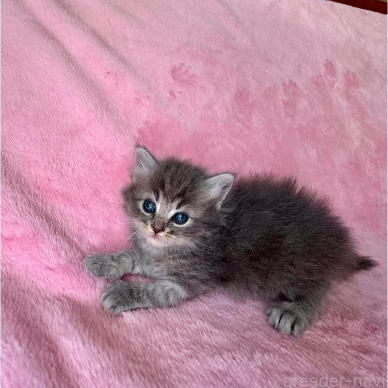 販売中の千葉県のサイベリアン-135287の5枚目