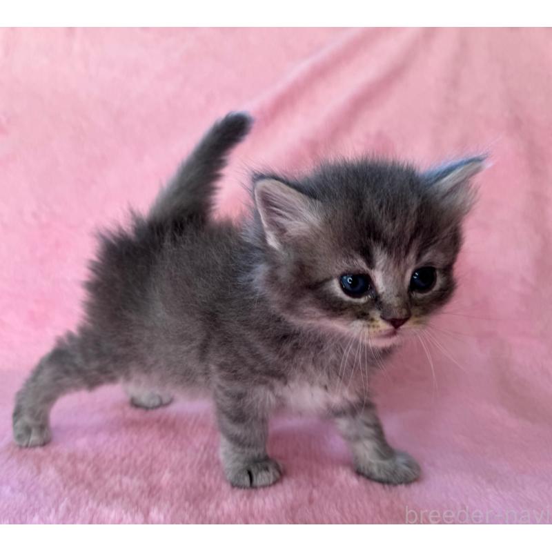 販売中の千葉県のサイベリアン-135287の4枚目