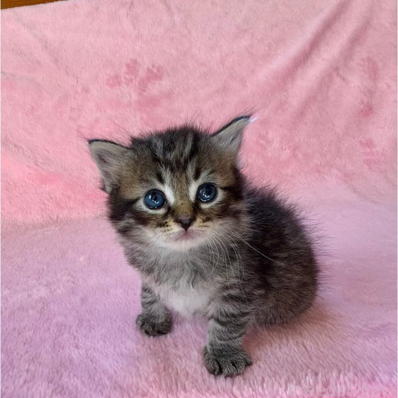 販売中の千葉県のサイベリアン-135285の7枚目